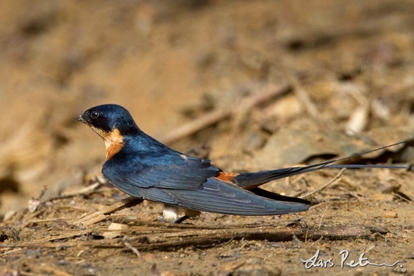 Red-breasted Swallow